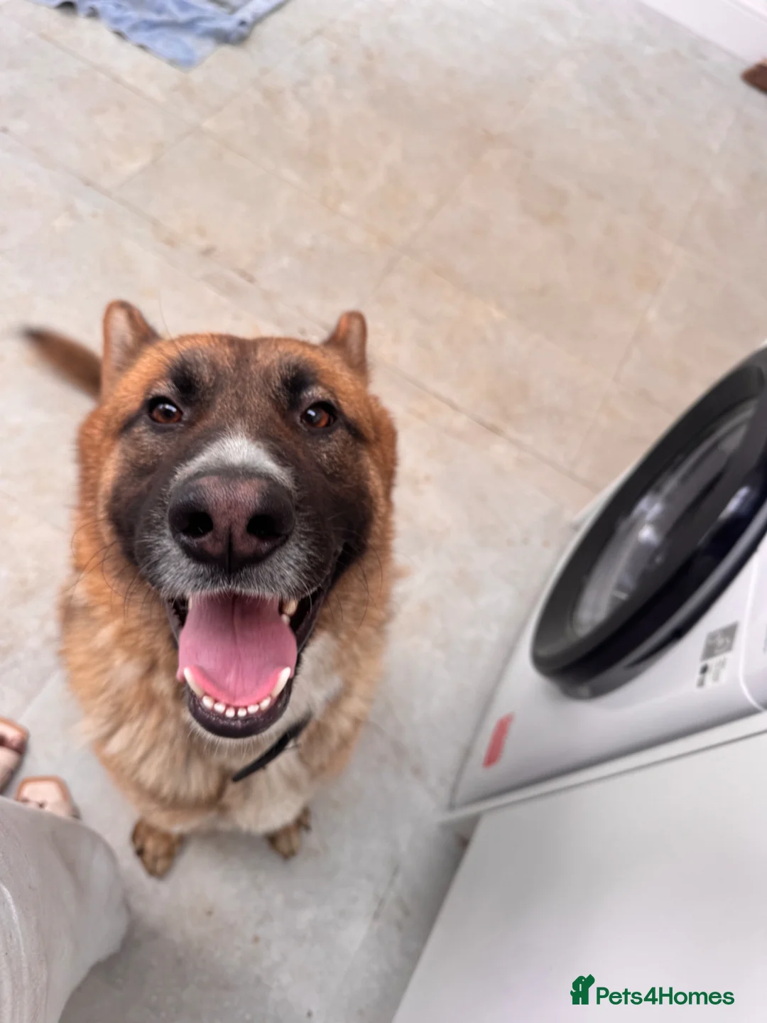 Mixed Breed dogs for sale: THE MOST HANDSOME FRIENDLIEST BOY - Advert 1