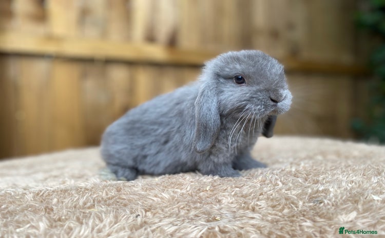 Mini Lop rabbits - Advert 3