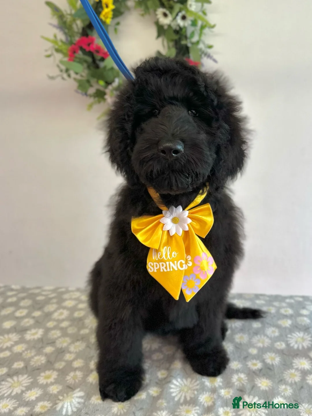 Goldendoodle dogs for stud: Goldendoodle Standard size (proven)  in Manchester - Advert 34