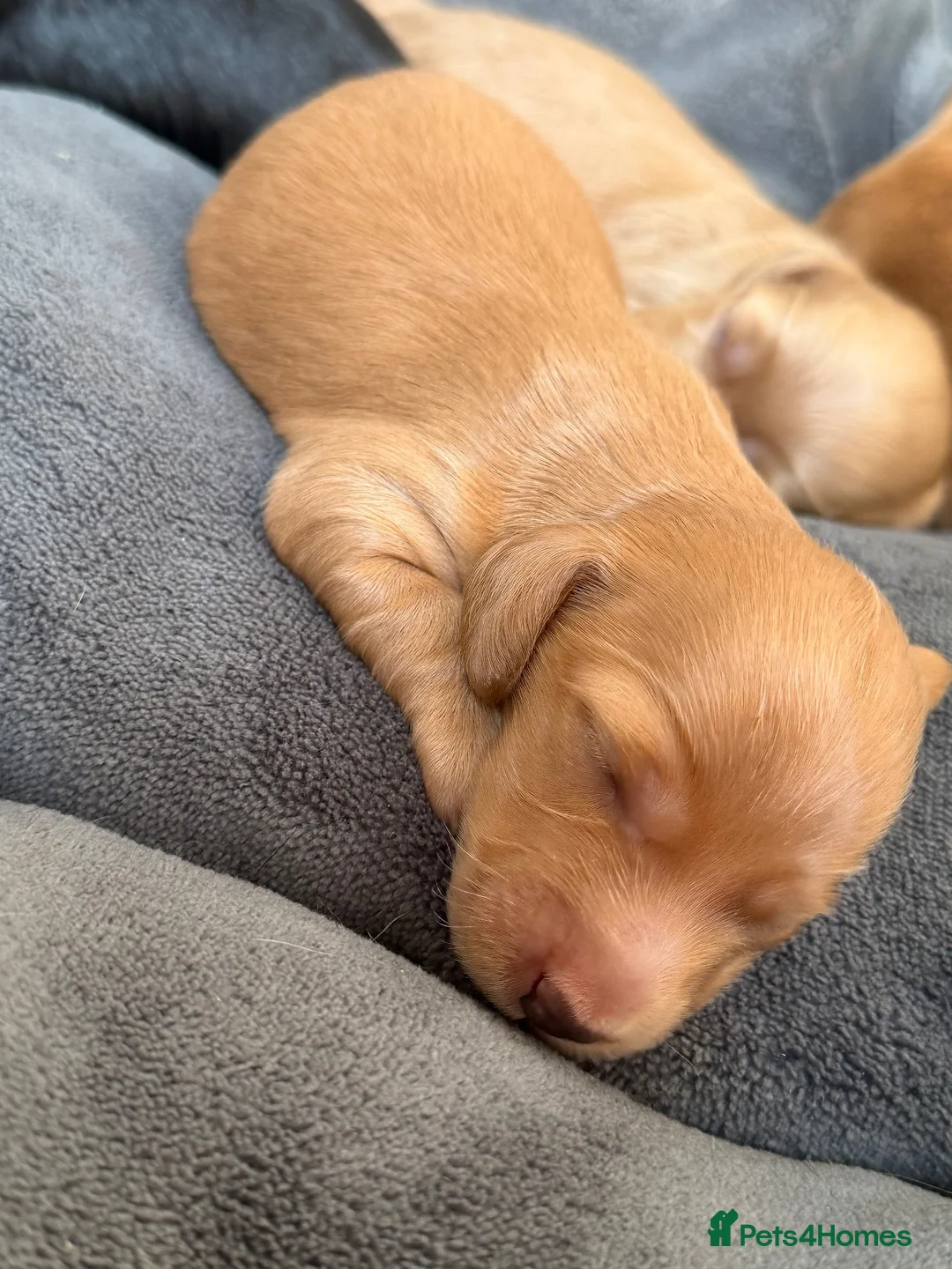 Miniature Dachshund dogs for sale:  KC Registered Long-Haired Dachshund Puppies ✨ - Advert 20