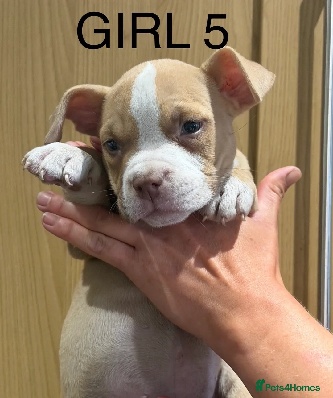 American Bully dogs for sale: American  bully puppies - Advert 2
