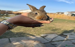 Harlequin rabbits for sale: 2 harlequin doe’s for sale - Image 13