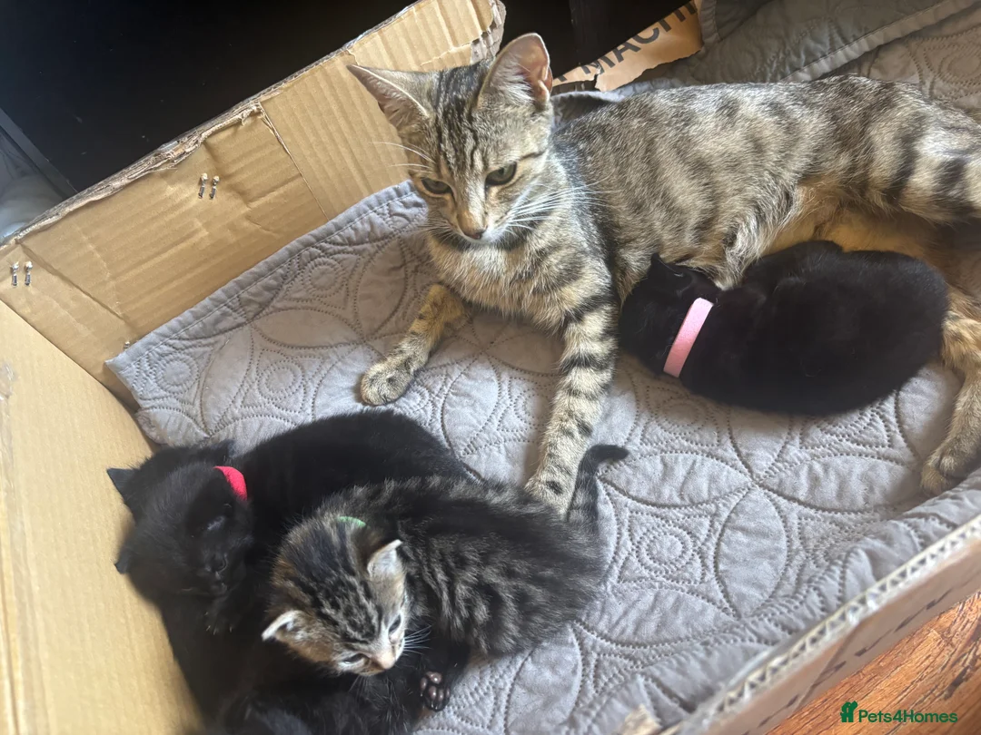 Mixed Breed cats for sale: 4 beautiful kittens left available  - Advert 2