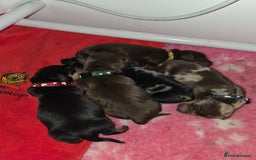 Miniature Dachshund dogs for sale: Miniature Dachshund puppies  - Image 3