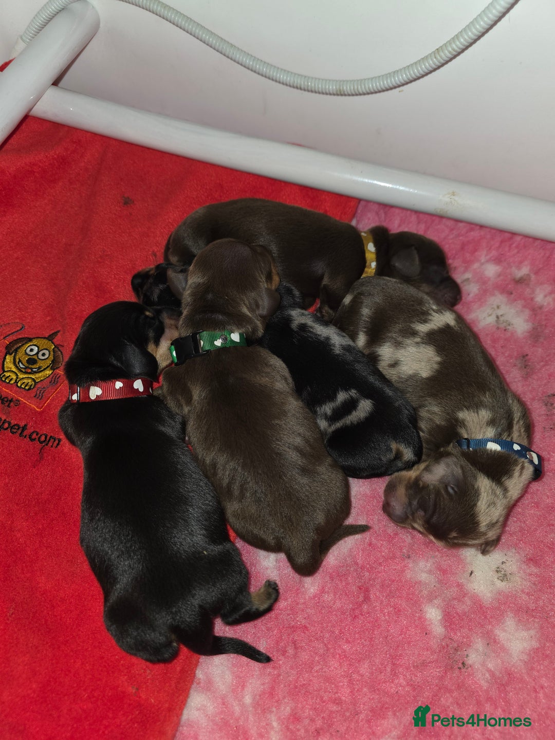 Miniature Dachshund dogs for sale: Miniature Dachshund puppies  - Image 3