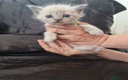 Ragdoll cats for sale: Ragrex kittens for sale  - Image 3