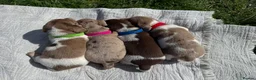 Miniature Dachshund dogs for sale: 3 of the most gorgeous Miniature Dachshunds in Bristol - Advert 3