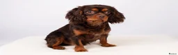 Cavalier King Charles Spaniel dogs for stud: KC REG BROWN & TAN HEALTH TESTED CAV STUD  - Advert 6