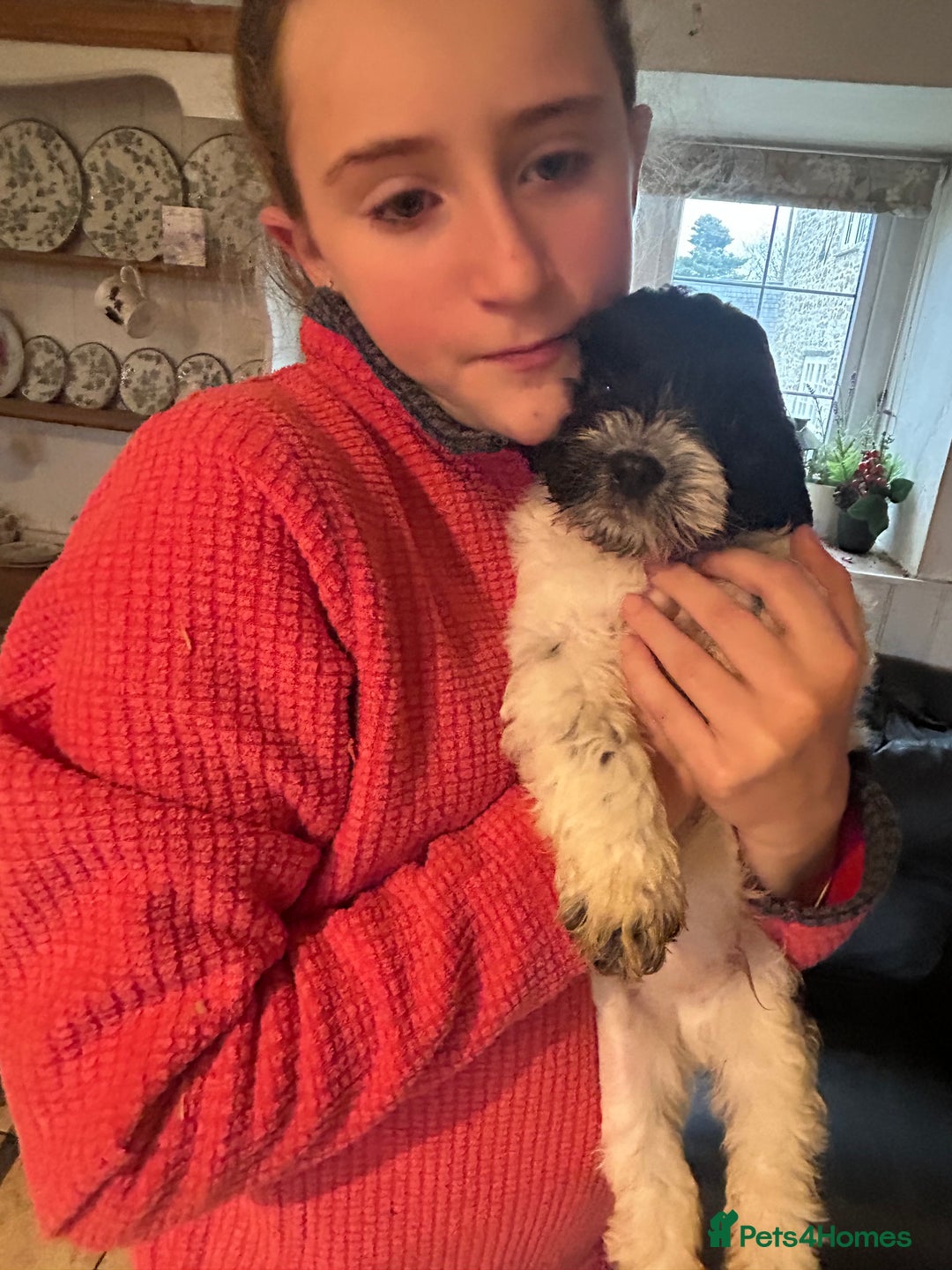 Cavapoo dogs for sale: Beautiful Cavapoo puppies  - Advert 13