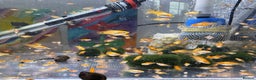 Plecos fish for sale: Beautiful small Platy, Guppy &Pleco – Hobby Tank - Advert 16