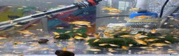 Plecos fish for sale: Beautiful small Platy, Guppy Molly &Pleco-HobbyTK  - Advert 23