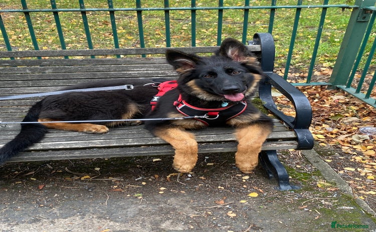 German Shepherd dogs - Advert 6