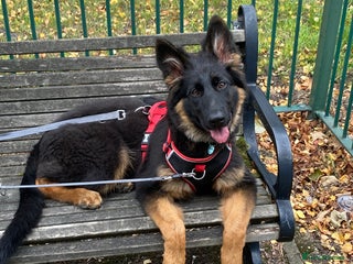 German Shepherd dogs - Advert 17