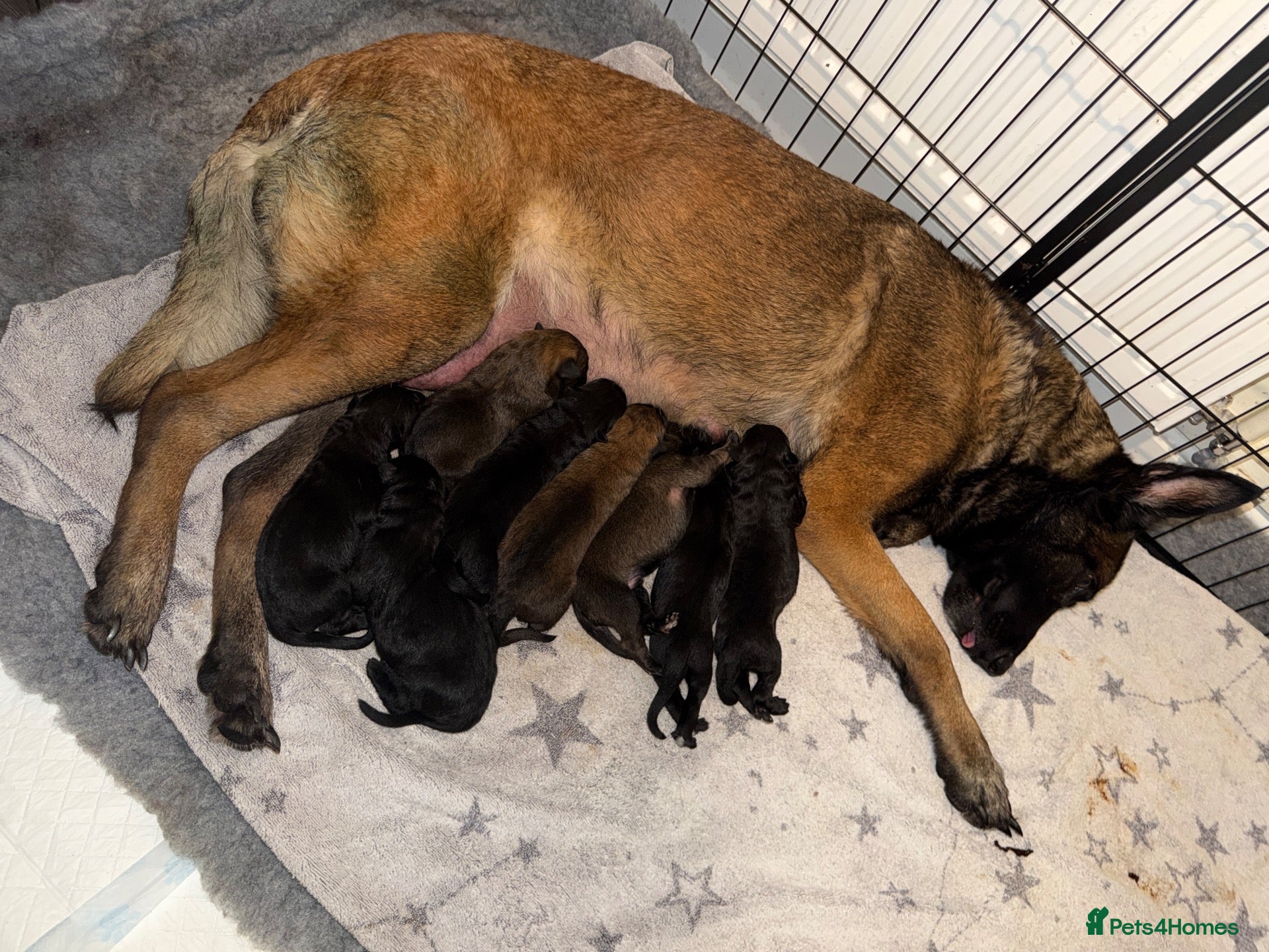 Belgian Shepherd Dog dogs 💥‼️Belgian malinois ‼️💥  - Advert 1