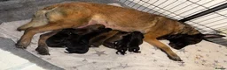 Belgian Shepherd Dog dogs for sale: 💥‼️Belgian malinois ‼️💥  - Advert 1