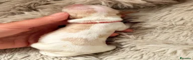 Cocker Spaniel 2