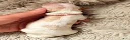 Cocker Spaniel dogs for sale: LICENSED BREEDER KC HEALTH TESTED SHOW COCKERS - Advert 12