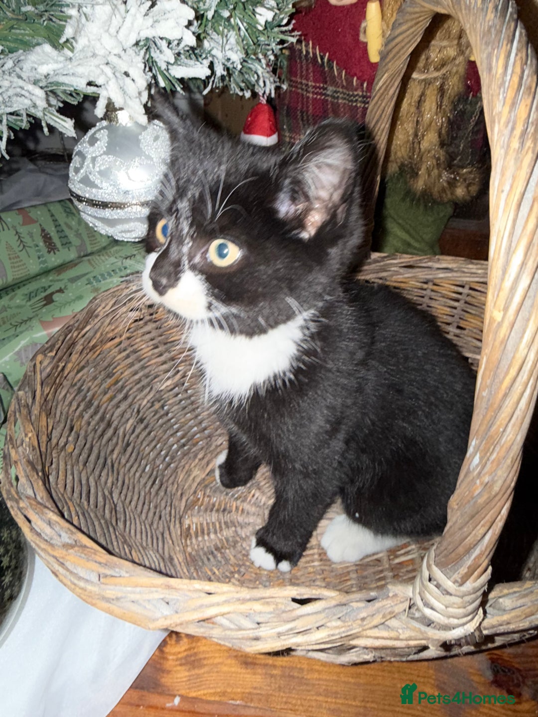 Mixed Breed cats for sale:  **  kittens for Sale  - Advert 2