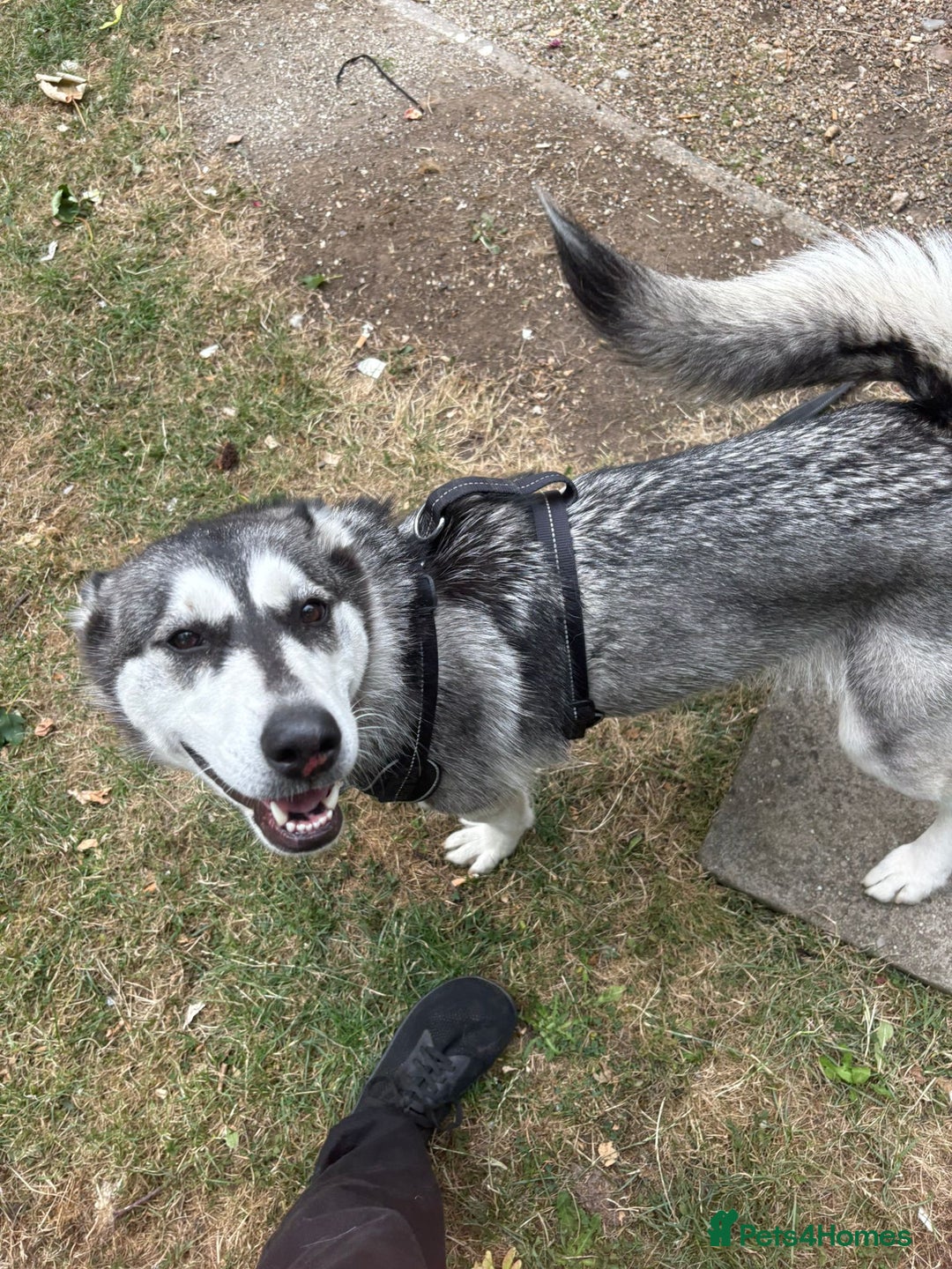 Siberian Husky dogs for sale: Siberian husky female very friendly - Image 5