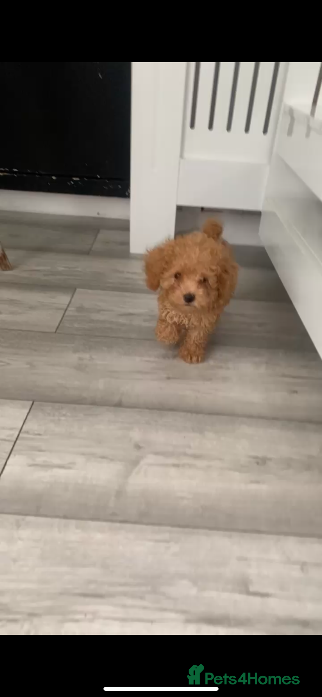 Poochon dogs for sale: Ready now, 1 boy and 1 girl Toy Poochon - Image 4