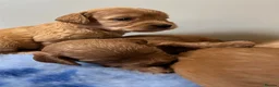 Cockapoo dogs for sale: The most beautiful cockapoo babies  - Advert 3