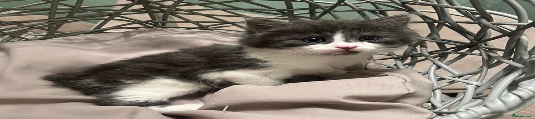 Mixed Breed Kitten 1