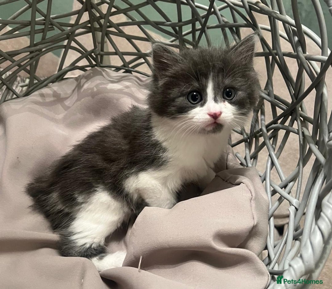 Mixed Breed cats for sale: Maine coon cross ragdoll kittens - Image 2