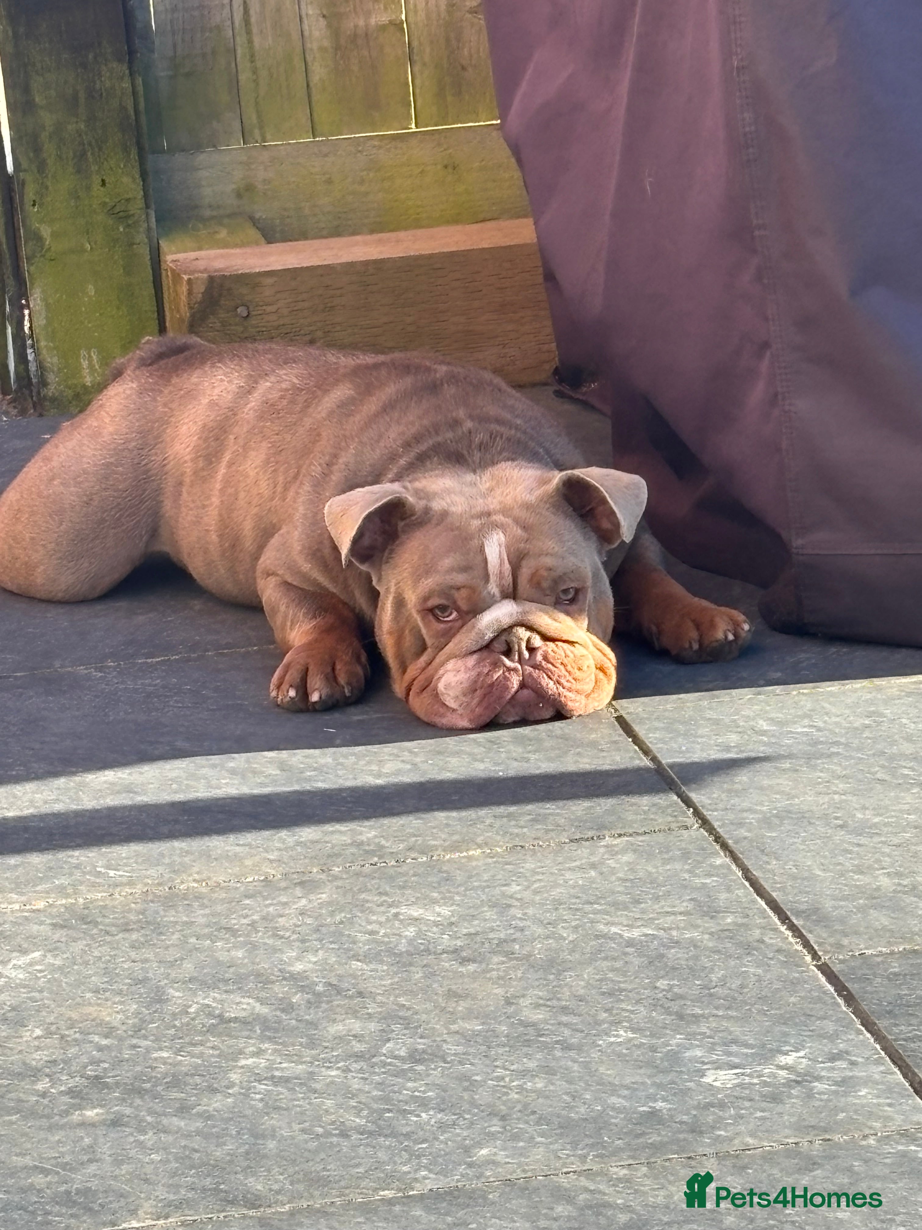 English Bulldog dogs Kc reg-Lilac and tan 2year old English Bulldog - Advert 1