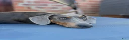 Dachshund dogs for sale: Lovely Pair Dachshunds Looking for a Forever Home in Derby - Advert 22
