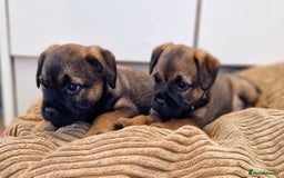 Border Terrier dogs for sale: DNA Health Tested Border Terrier pups (Boys) - Image 8