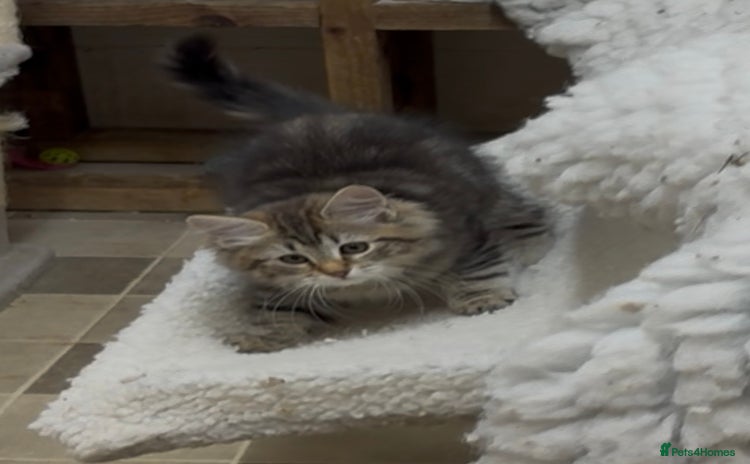 Siberian cats - Advert 6