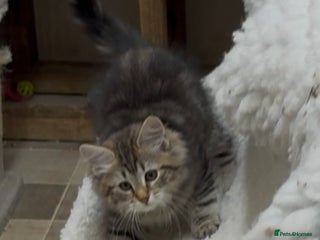 Siberian cats - Advert 31