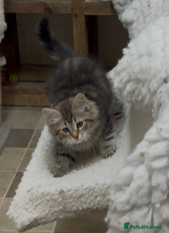 Siberian cats - Advert 6