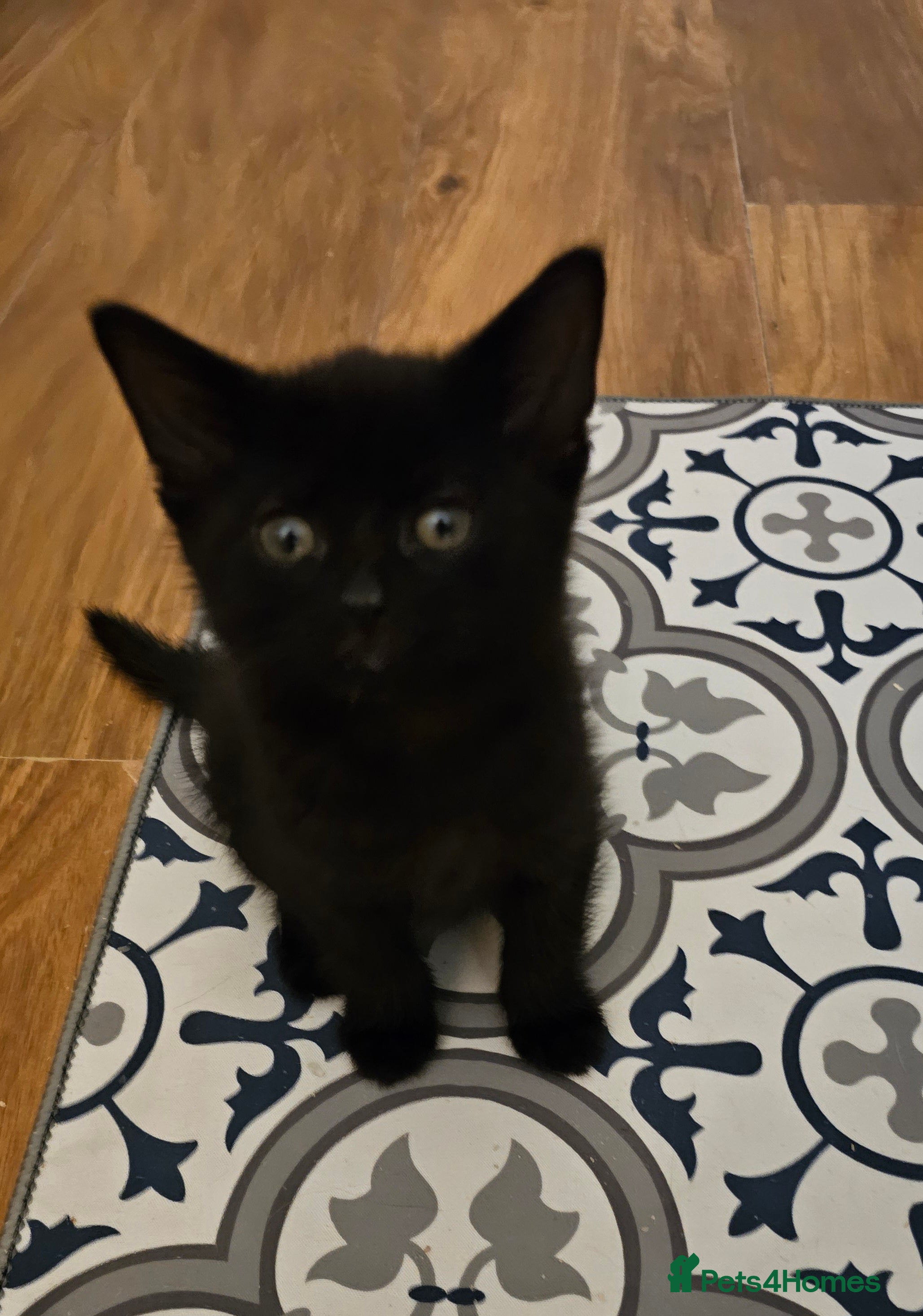 Mixed Breed cats 2 kitten left 😸  - Advert 11