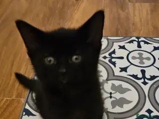 Mixed Breed cats 2 kitten left 😸 - Advert 11