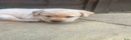 Labrador Retriever dogs for sale: Beautiful litter of Labradors  in Dartford - Advert 8
