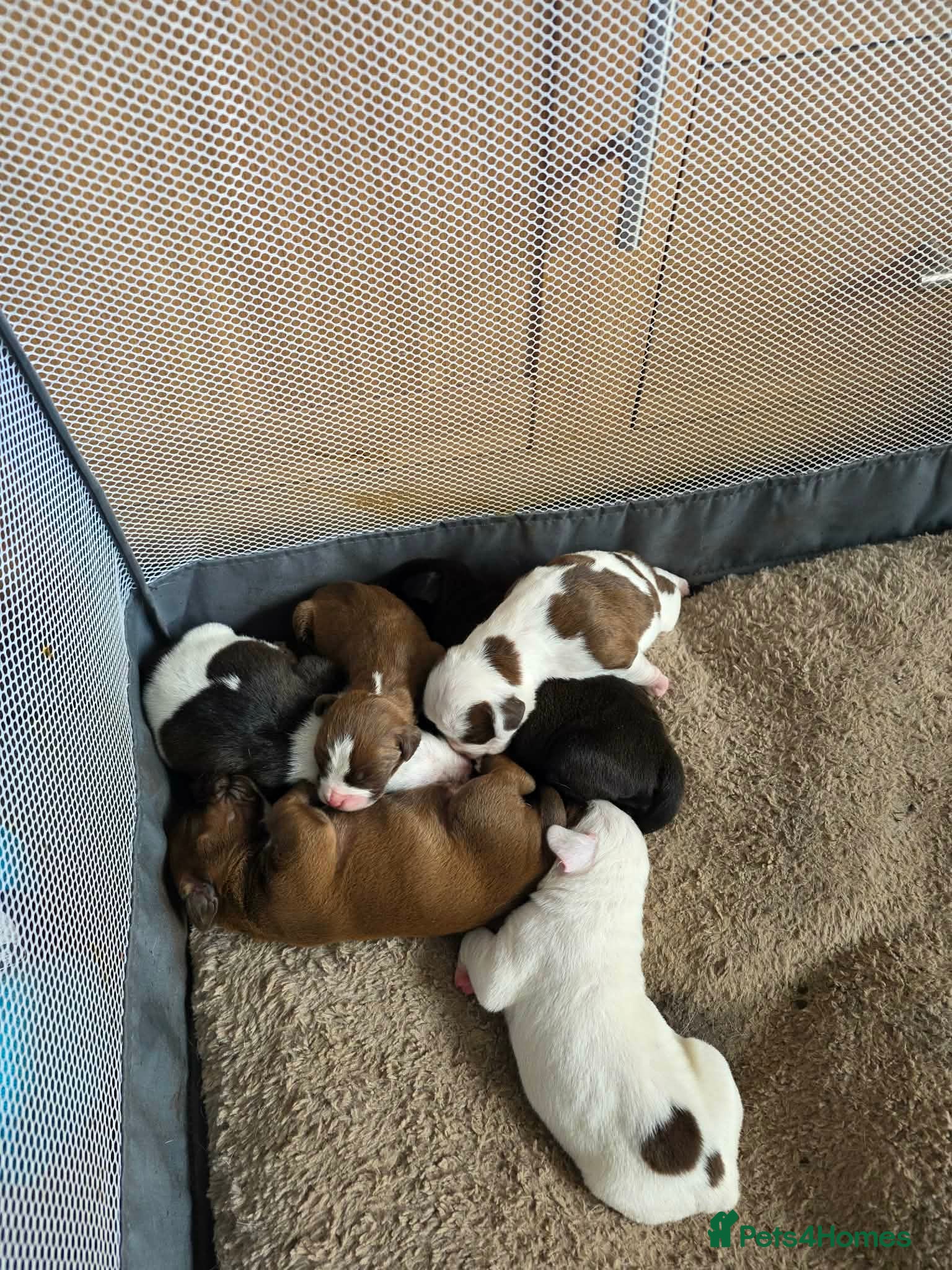 Mixed Breed dogs for sale: Puppies for sale - Advert 2