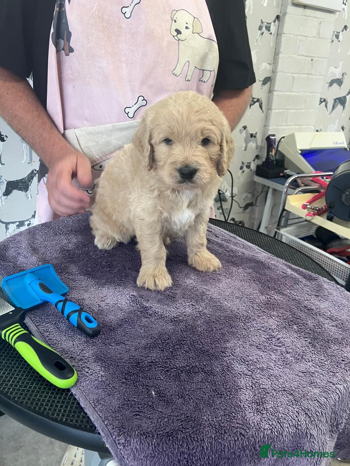 Goldendoodle dogs Golden doodles F1 - Advert 2