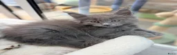Maine Coon cats for sale: Beautiful high smoked blue & black smoked kittens  - Advert 24