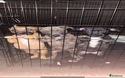 Mixed Breed dogs for sale: 3 girls left from a litter of 7 - Image 1