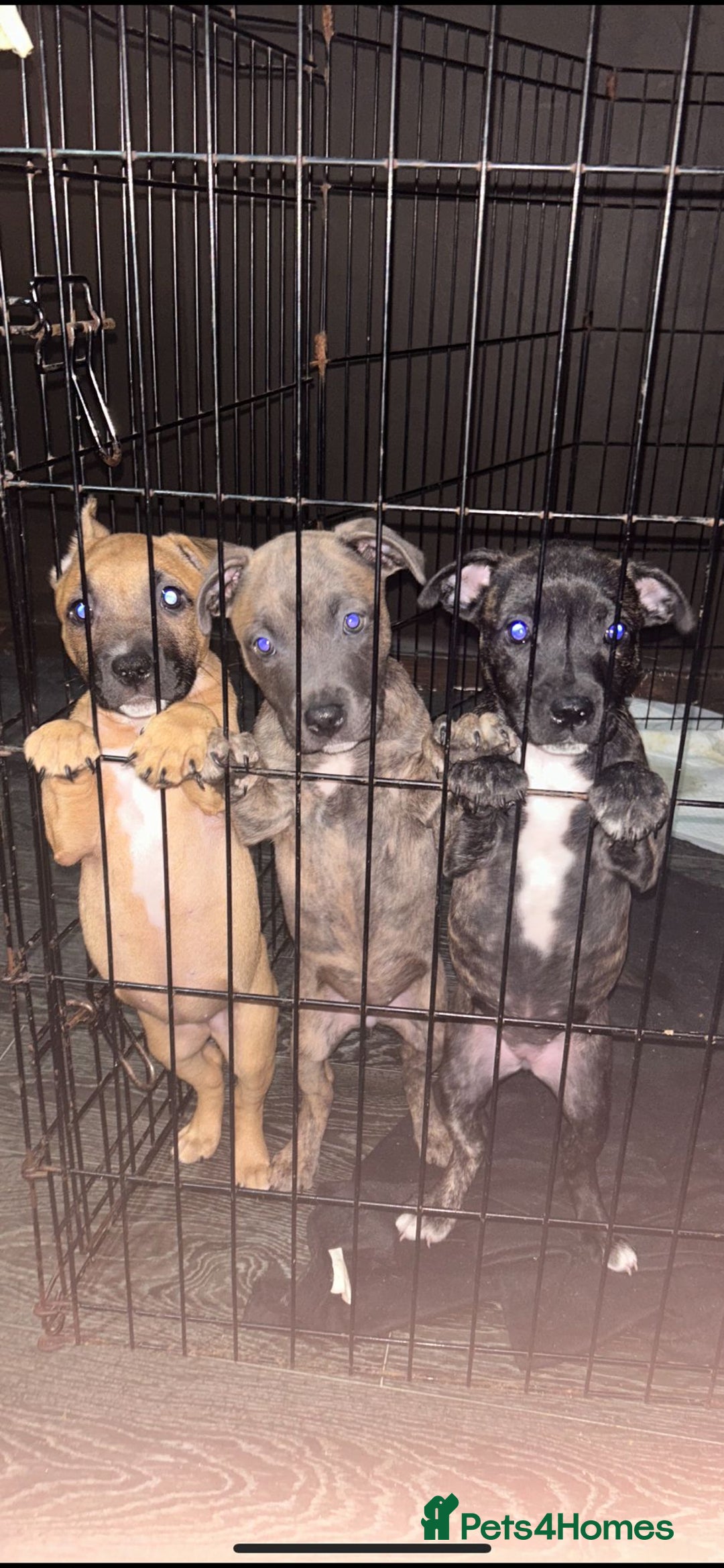 Mixed Breed dogs for sale: 3 girls left from a litter of 7 - Image 1