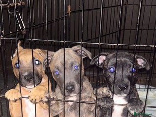 Mixed Breed dogs - Advert 1