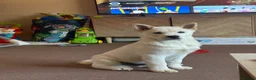 Mixed Breed dogs for sale: Rolo is a 6 month old chowski - Advert 4