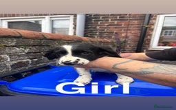 English Springer Spaniel dogs for sale: Puppies for sale 9 week old  - Image 4