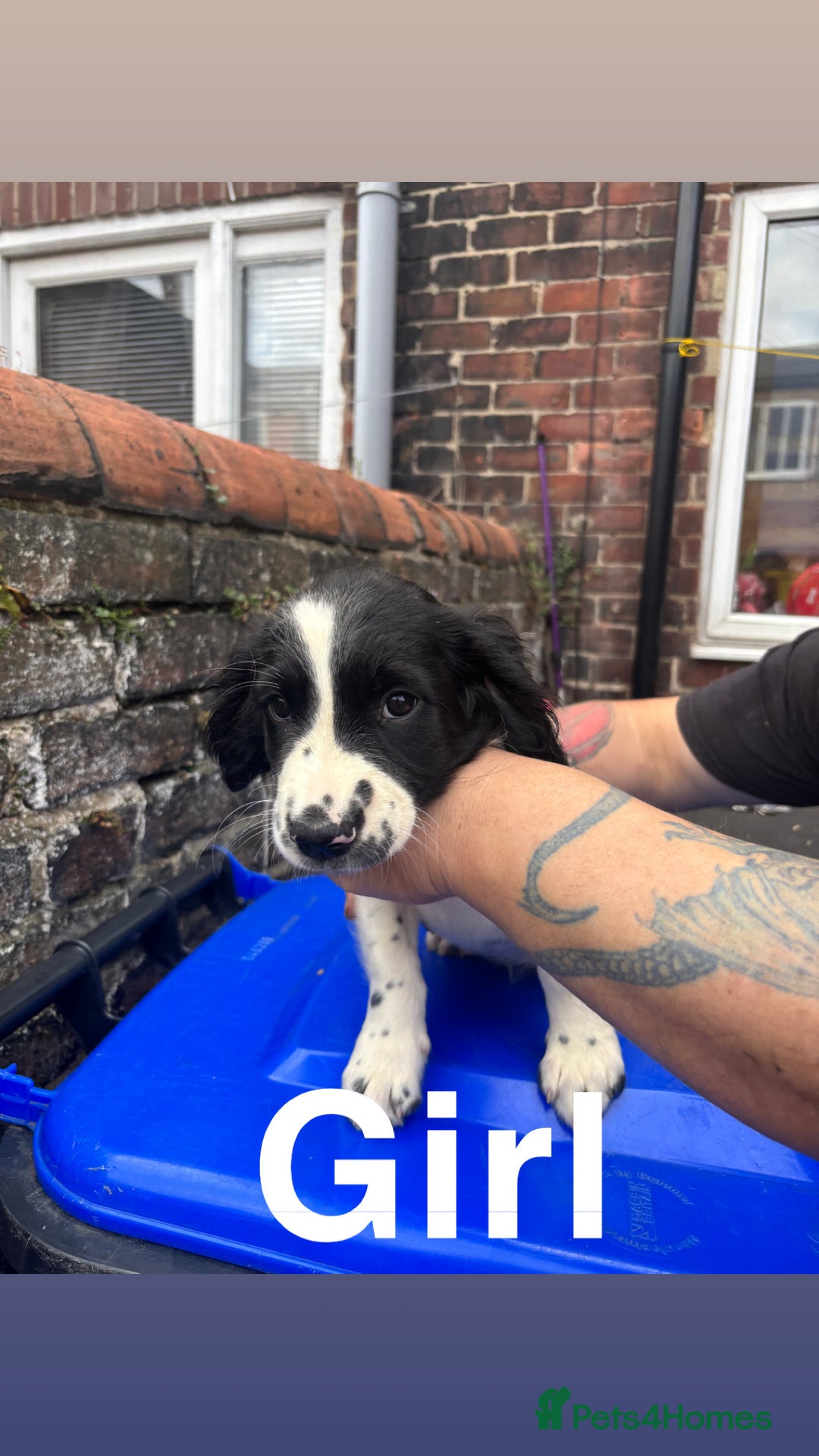 English Springer Spaniel dogs for sale: Puppies for sale 9 week old  - Image 4