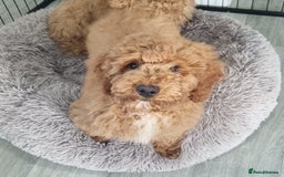 Cockapoo dogs for sale:  F1 Cockapoo puppies  - Image 9