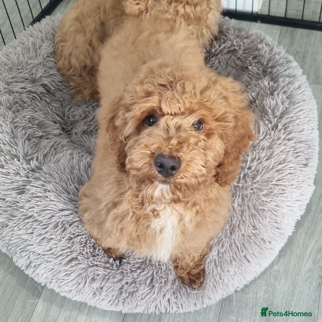 Cockapoo dogs for sale:  F1 Cockapoo puppies  - Image 9