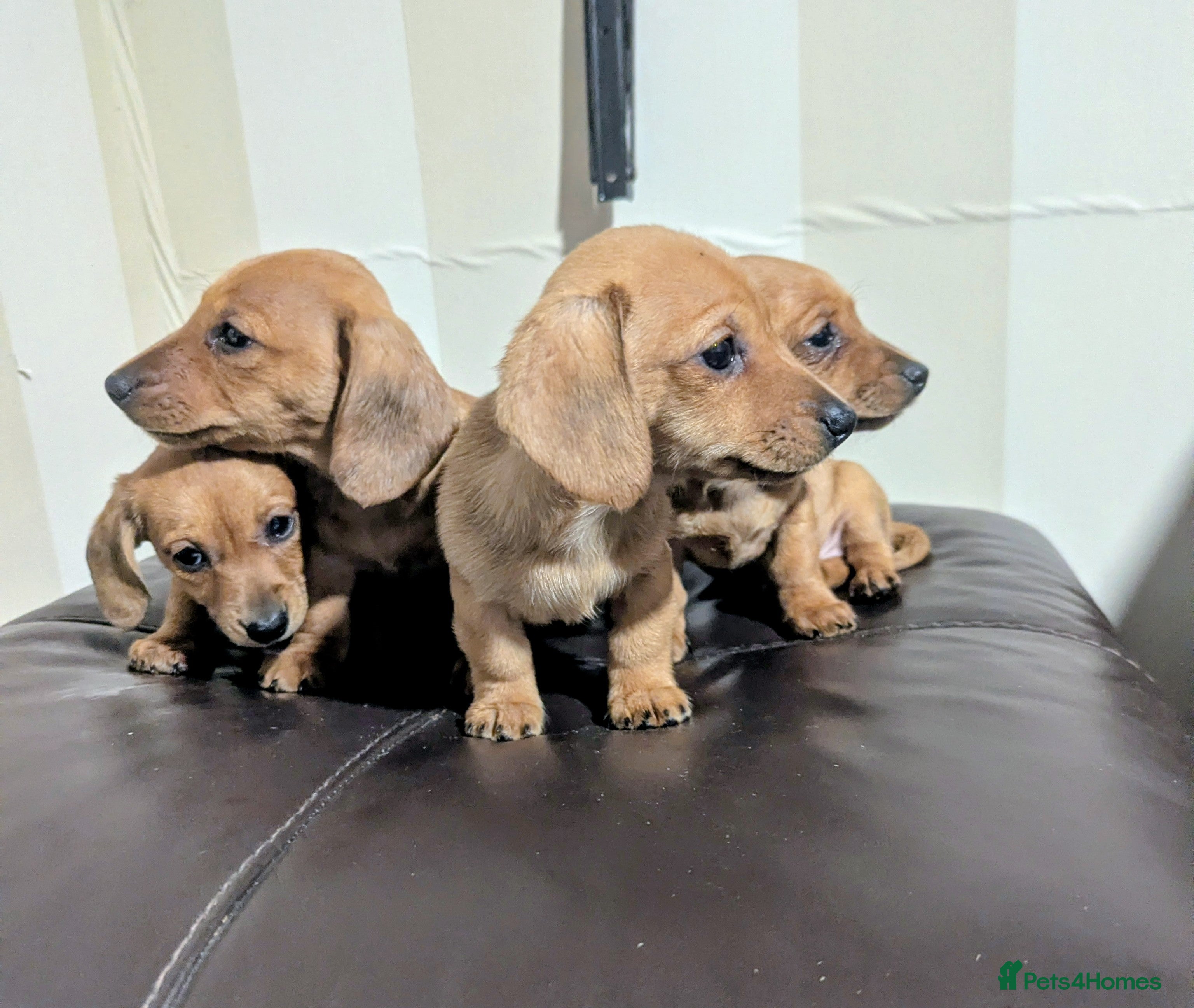 Miniature Dachshund dogs KC REGISTERED PRA CLEAR  - Advert 13