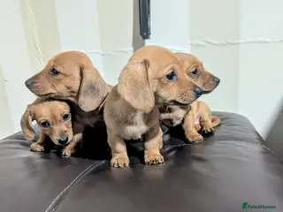 Miniature Dachshund dogs KC REGISTERED PRA CLEAR - Advert 13