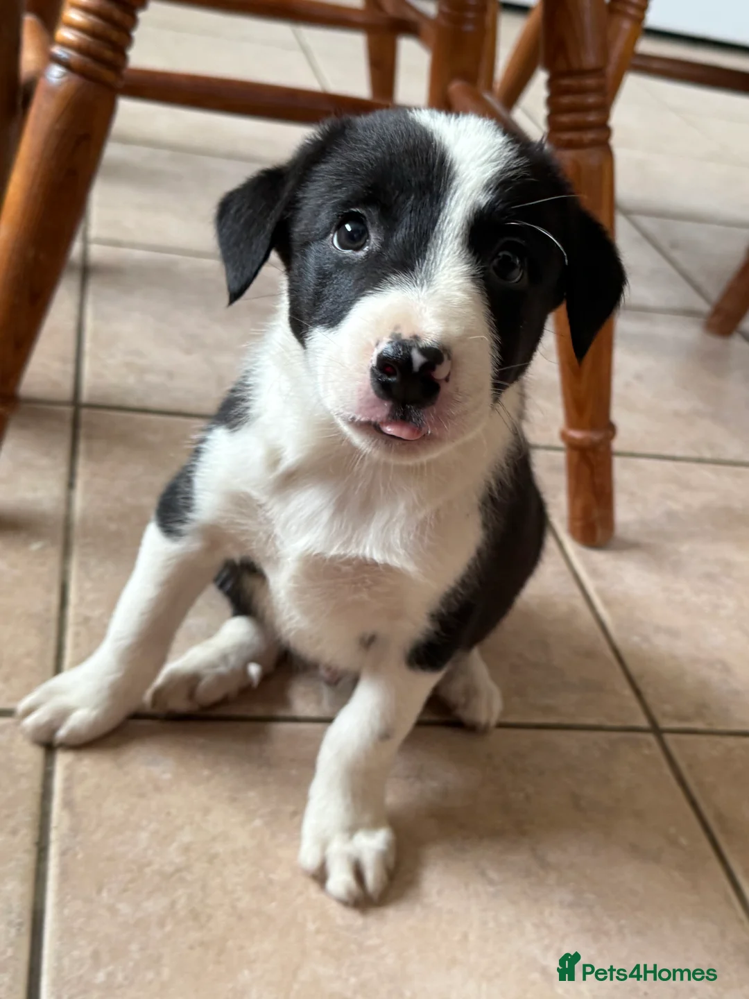 Border Collie dogs for sale: Border collie puppies seeking working/active homes - Advert 37
